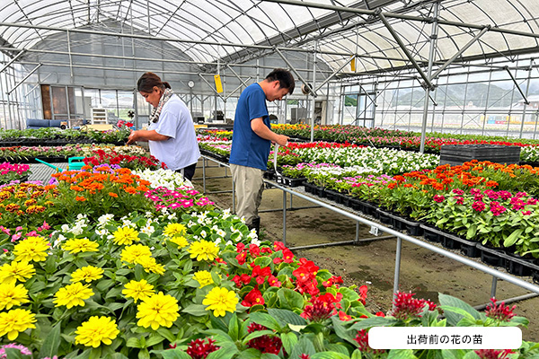 出荷前の花の苗