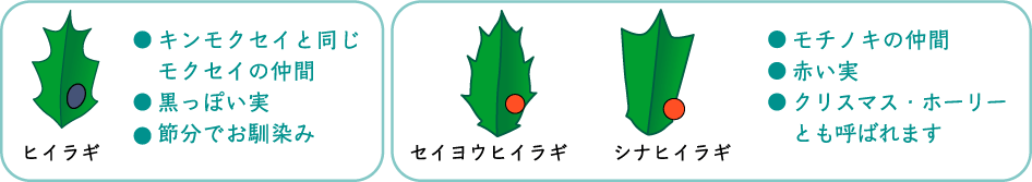 ヒイラギ…キンモクセイと同じモクセイの仲間、黒っぽい実、節分でお馴染み　セイヨウヒイラギ・シナヒイラギ…モチノキの仲間、赤い実、クリスマス・ホーリーとも呼ばれます